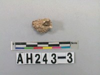 藏品(螺)的圖片